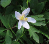 Wood-Anemone